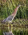 Grünreiher (Butorides virescens) am Zusammenfluss von Pine Creek und Sacramento River