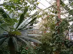 Regenwälder Amerikas