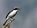 Grauschmätzer (Saxicola ferreus)