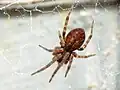 Juveniles Exemplar
