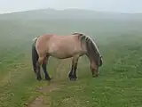 Normaler Braunfalbe