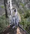 Äthiopische Grünmeerkatze