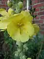 Nahaufnahme der Blüte einer Großblütige Königskerze