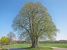 Große Linde bei Teuchatz