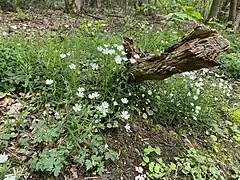 Große Sternmiere (Stellaria holostea)