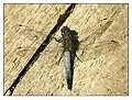 Großer Blaupfeil(Orthetrum cancellatum)