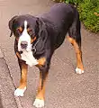 Grosser Schweizer Sennenhund