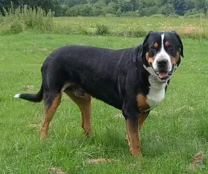 Grosser Schweizer Sennenhund