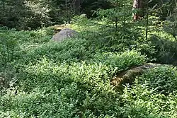 Großsteingrab Hegebusch