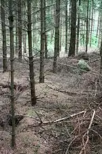 Großsteingrab Wallhöfen