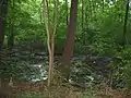 Mooriger Verlandungsstreifen mit Erlenbruchwald am Ufer der Großen Karausche
