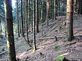 Halde eines Schachts, der hier gestanden hat