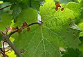 Blatt und Stielbefall