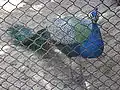 Guindy Pfau im Kinderpark
