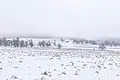 Winterliche Huteweide bei Gusternhain auf dem Hohen Westerwald