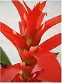 Guzmania-Hybride 'Rana',Züchter Corn. Bak,Eltern: G. wittmackii 'Red' × G. lingulata var. cardinalis Infloreszenz mit orangen Hochblättern und Blütenknospen.