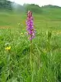 Mücken-Händelwurz (Gymnadenia conopsea)