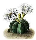 Gymnocalycium denudatum