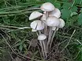 Knopfstieliger RüblingMarasmiellus confluens