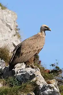 Gänsegeier