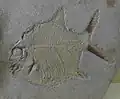 Gyrodus hexagonus (Gyrodontidae)