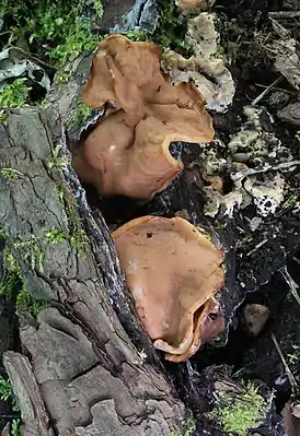 Schildförmige LorchelGyromitra parma
