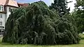 Naturdenkmal Hänge-Buche in Wittenberge