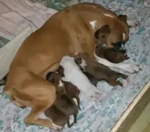 Bild 3: Boxerhündin mit mehreren braunen und einem weißen Welpen
