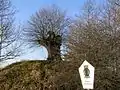 Alte Weide (von Süden)