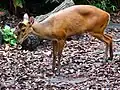 Muntjak (Muntiacus), Weibchen