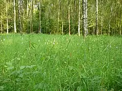 Wiese mit Knabenkraut im ehem. Schlammabsetzbecken