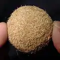 Ein kleinerer Seeball