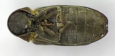 Thanatose