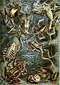 Frosch