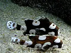 Plectorhinchus chaetodonoides