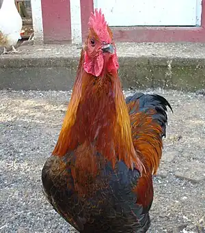 Deutsches Langschan