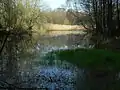 Hahnenmoorsee nahe Oerrel