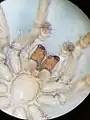 Ventrale Detailansicht im Bereich des Prosomas