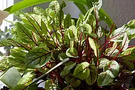 Sauerampfer Kultivar (Rumex acetosa)