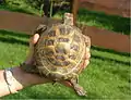 Die Zuwachsringe sind bei dieser Vierzehenschildkröte hellgrün