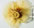 Frucht (Unterseite)