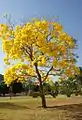 Gelber Lapacho (Handroanthus serratifolius)
