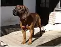 Hannoverscher Schweißhund