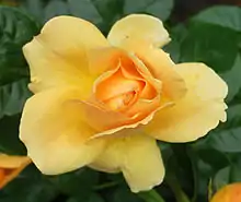 2011