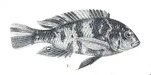 Haplochromis bicolor