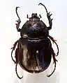 Haploscapanes barbarossa