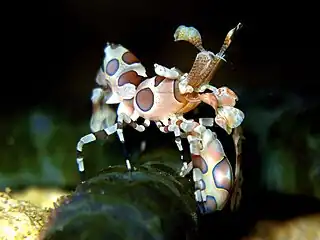 Harlekingarnele