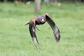 Wüstenbussard