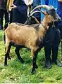 Braune Harzer Ziege(= Harzziege)