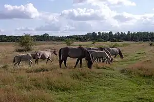 Heckpferde im Wacholderhain